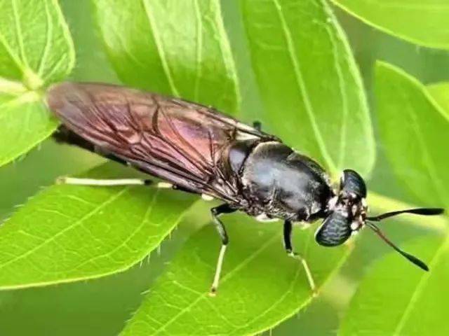 黑水虻幼虫(鲜虫)