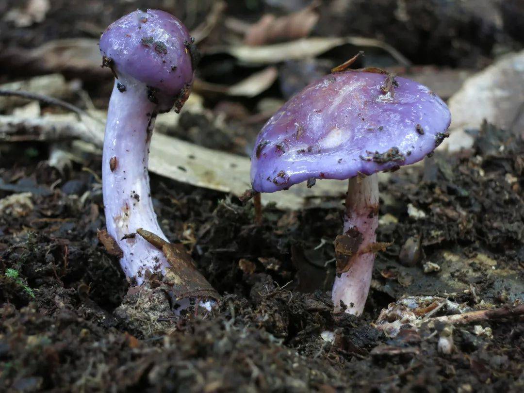 锥鳞白鹅膏菌