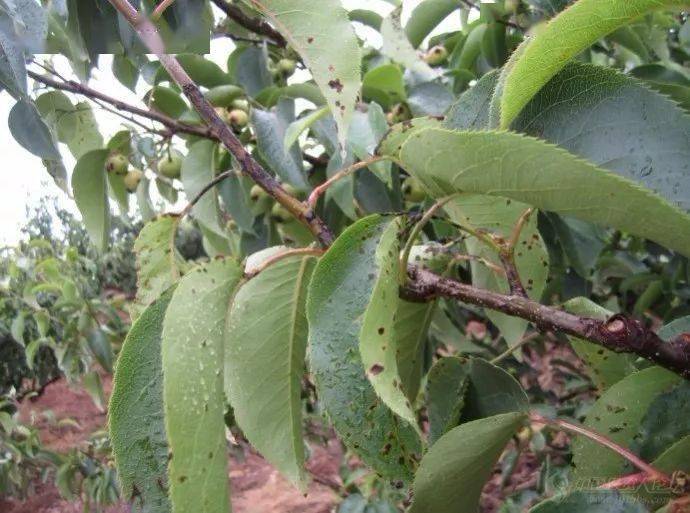 【植保】抓住关键时期,防好梨树黑星病!_叶片