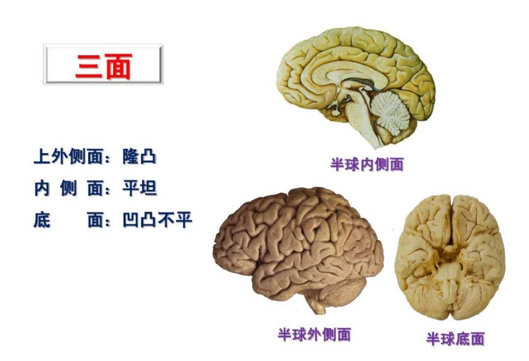 中枢神经系统功能解剖及定位,你掌握了吗?