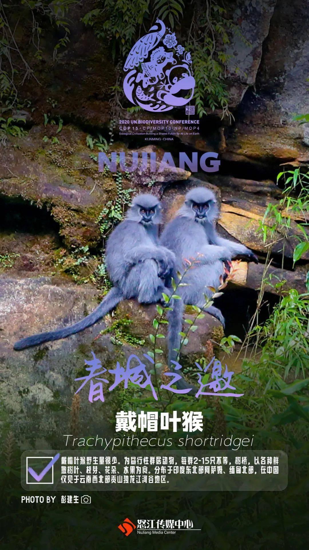 cop15看怒江—戴帽叶猴