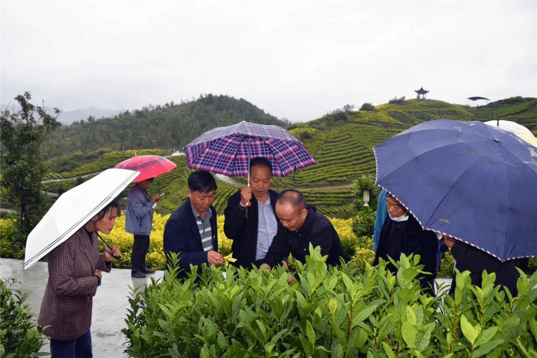 织金县板桥镇:黄金芽里说"黄金"