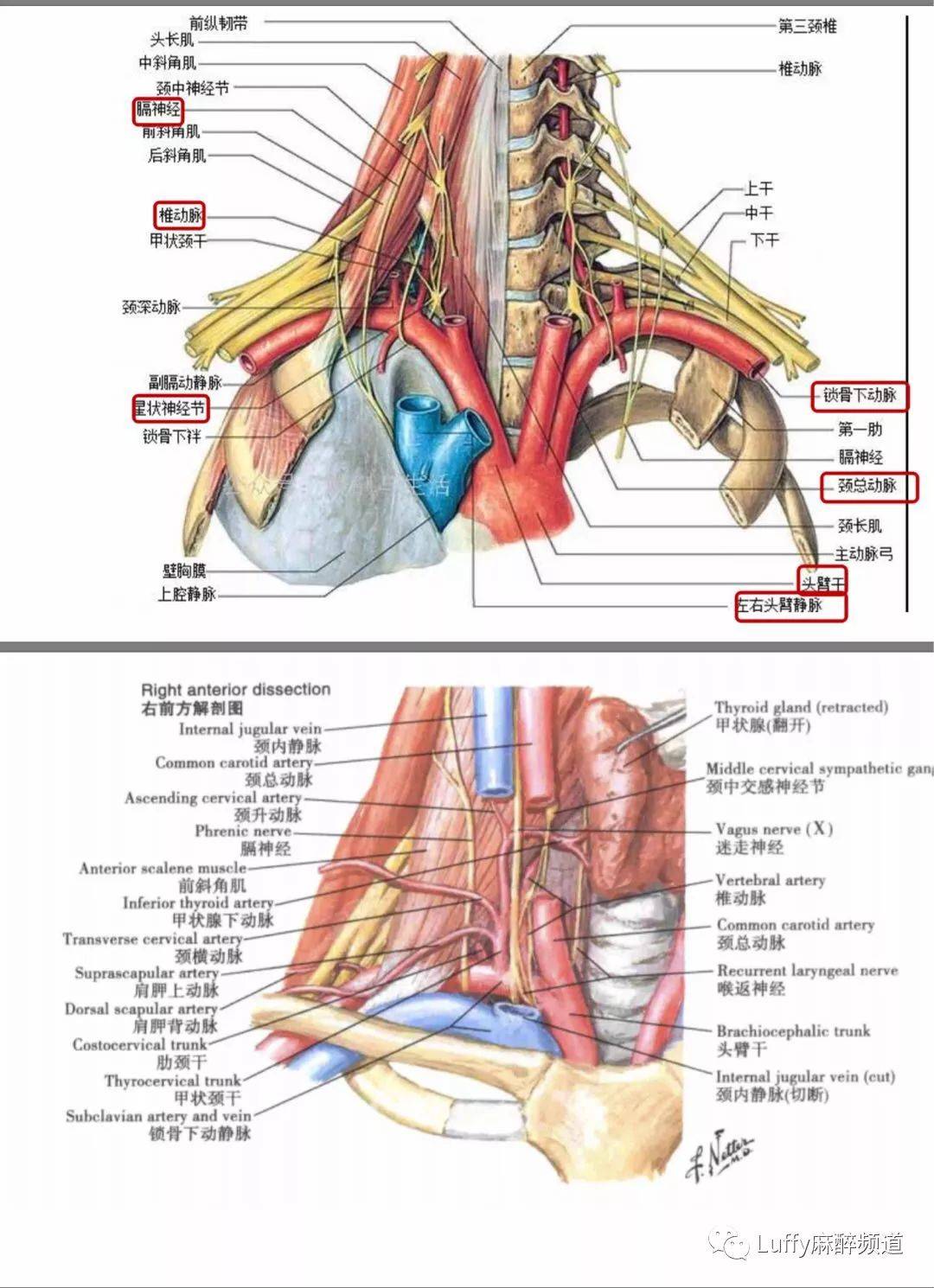 锁骨上臂丛解剖和超声图谱1
