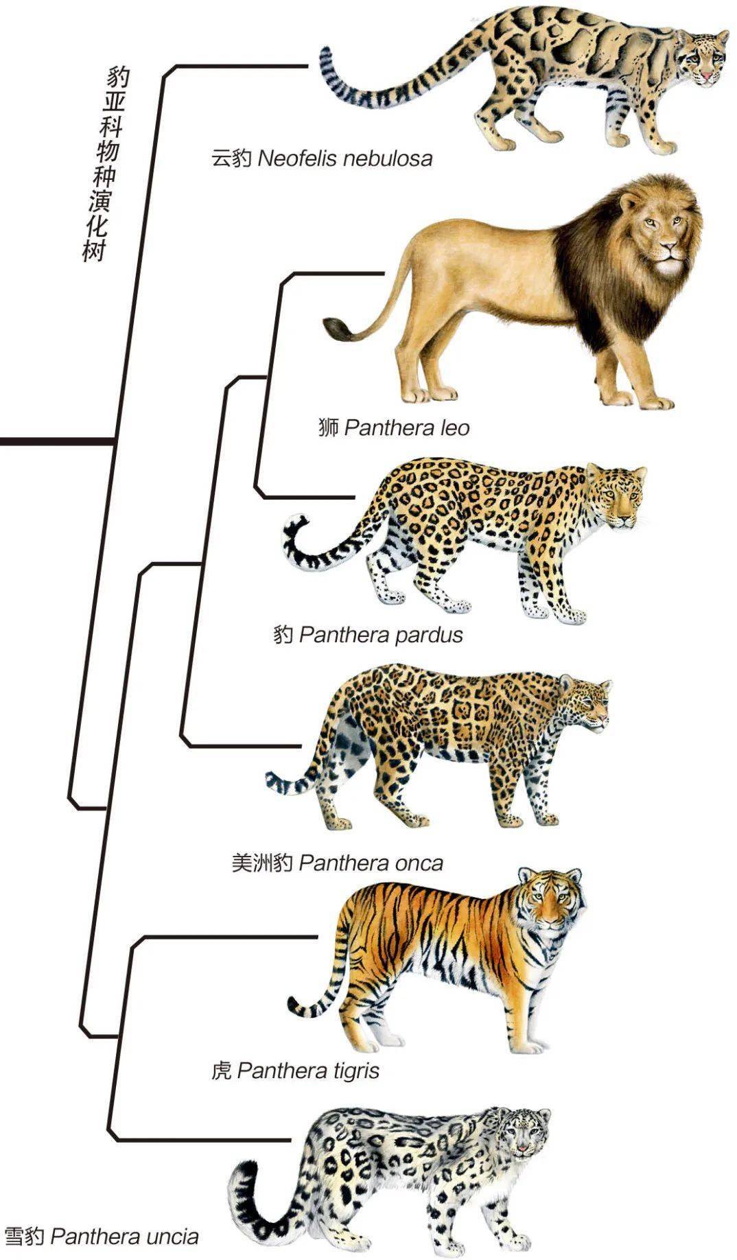 《豹亚科猫科动物演化图》 原图制作/曾志杰 动物插图/肖白 祁连山