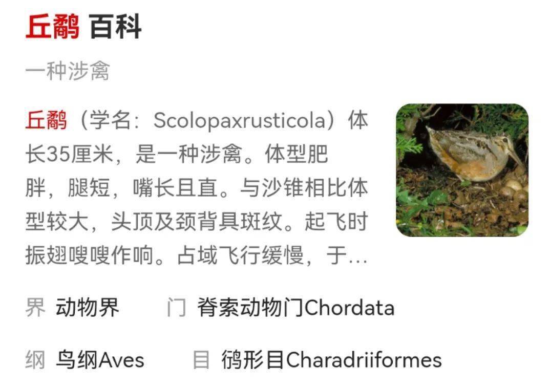 国家级保护动物丘鹬
