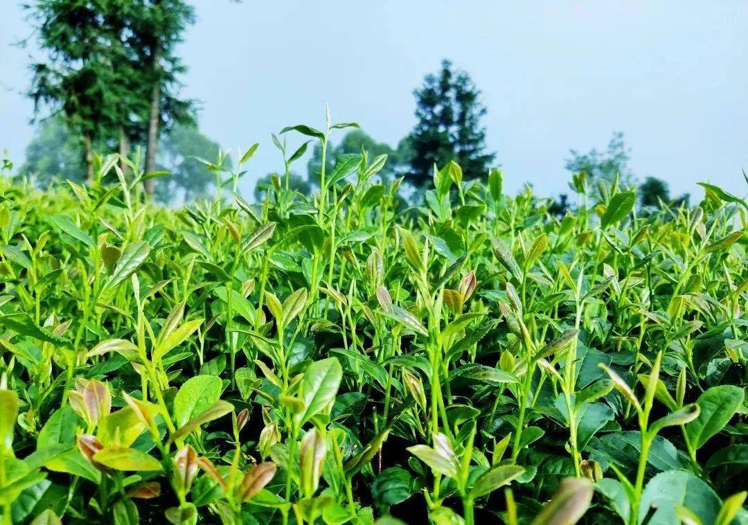 一拢一拢的绿茶树一株一株的茶嫩芽儿羞涩的打量着水中的蓝天等待着那