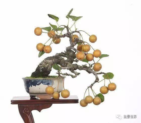 此外,杜梨(棠梨),豆梨(鹿梨),褐梨和川梨等野生种,常被用作梨的砧木.