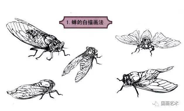 蝉的白描画法在学习国画草虫画法时,首先要了解各种草虫的形体结构和