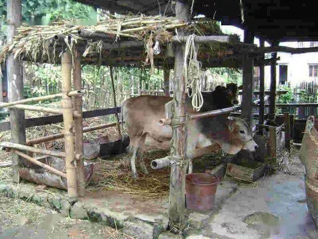 农村小规模养牛简易牛棚搭建点评下