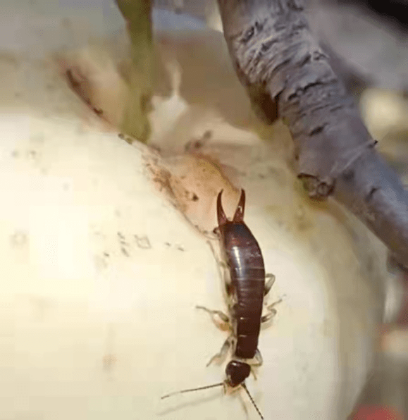 危害苹果的夹板虫如何防治?