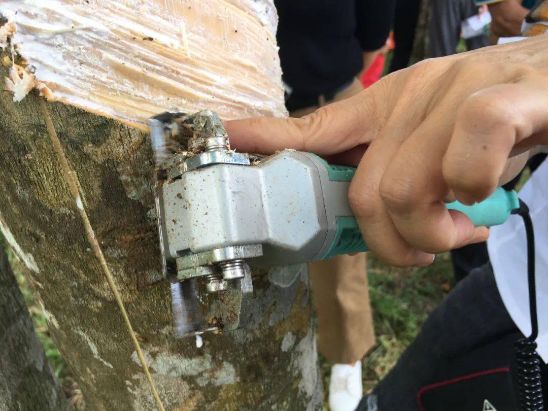 【乡村振兴】海南省2021年电动割胶刀技术推广培训班在澄迈开班