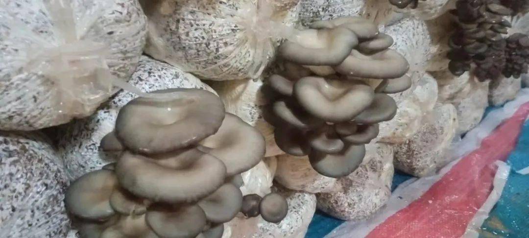 里口山无水蘑菇采摘开始喽_庄村