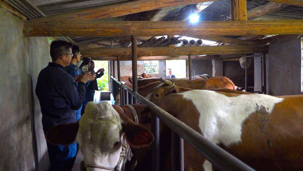 楚雄姚安:以科技助力乡村振兴 铺就山区群众致富路_肉牛