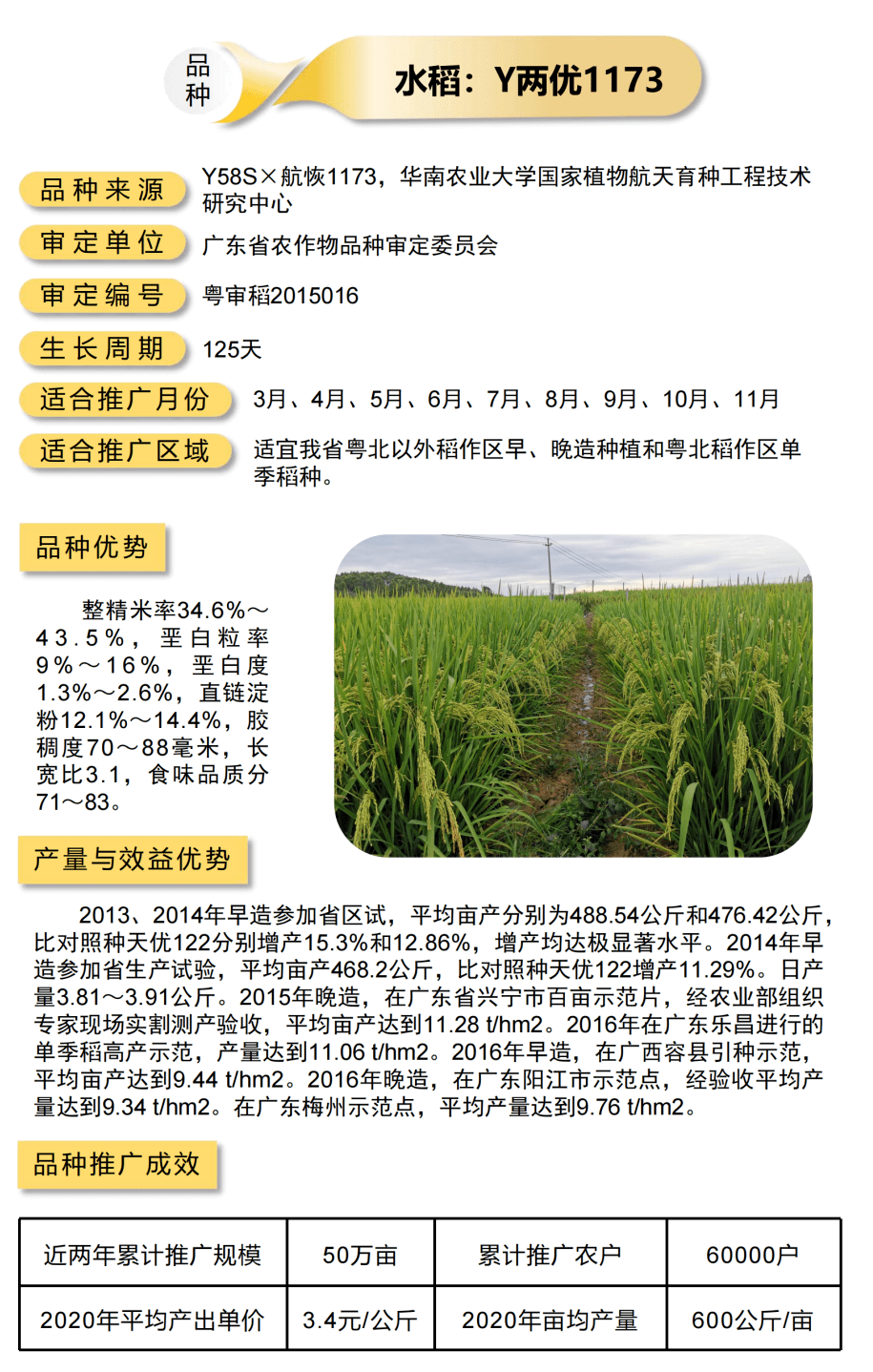 y两优1173水稻华航51号水稻华航48号水稻深两优870水稻吉丰优1002水稻