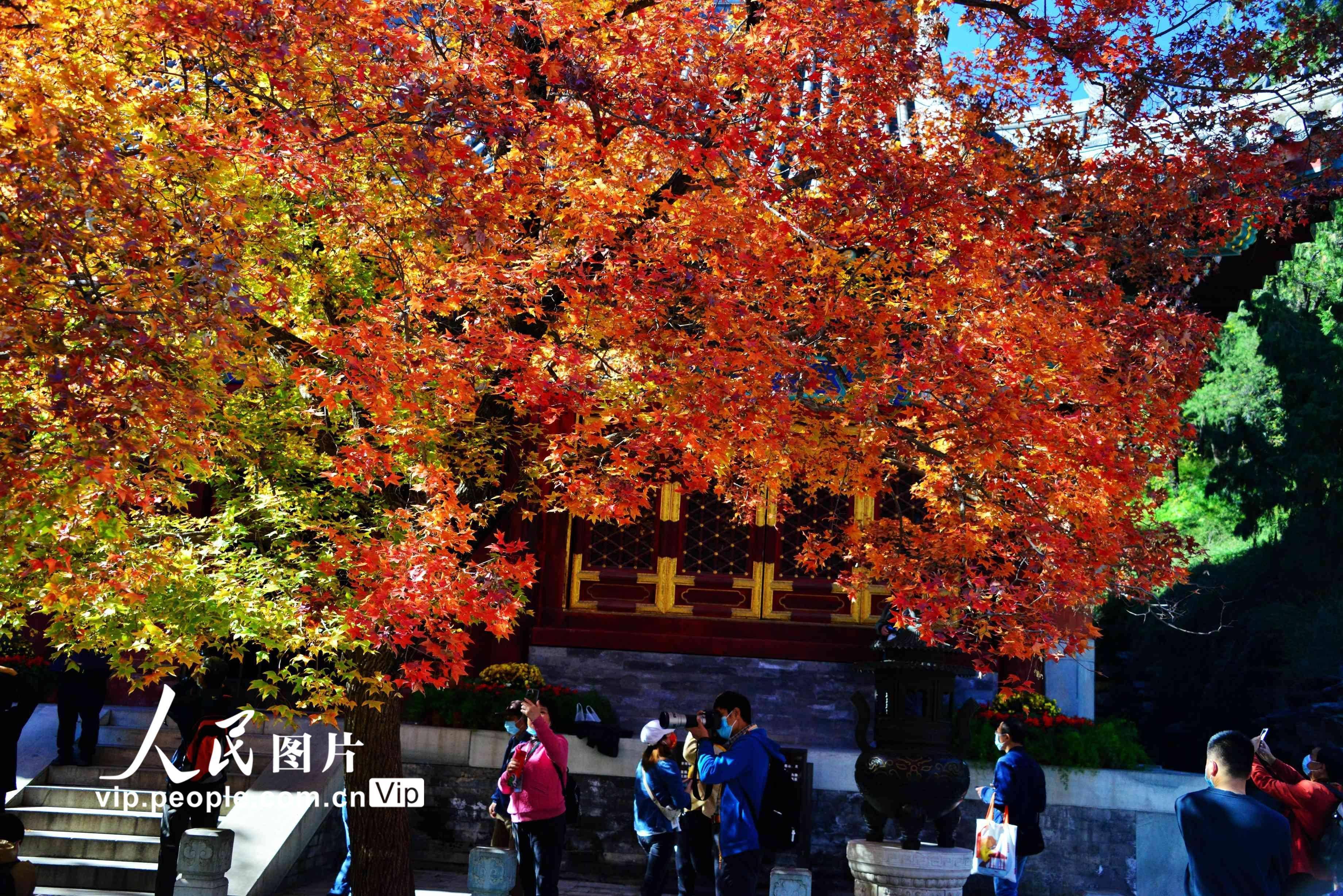 北京香山赏红叶