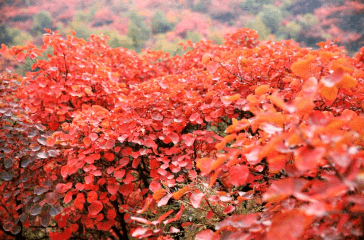 霜降过后,嵩山红叶更是迎来了最美的时候.