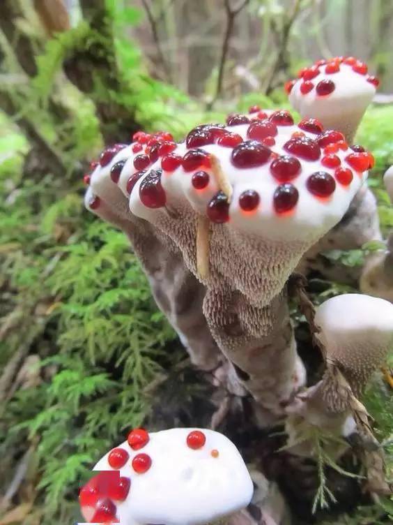 各种各样的蘑菇观察颜色和纹理