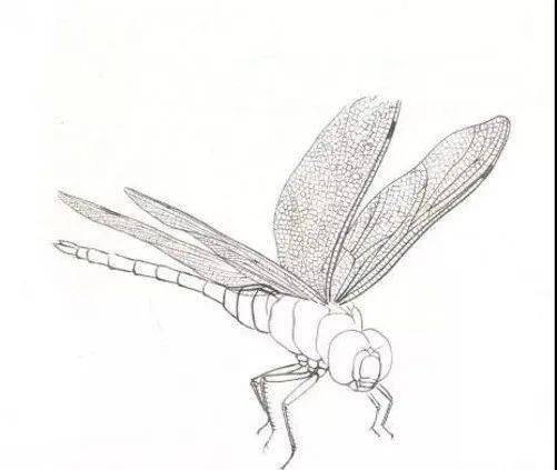 国画教程绿蜻蜓的工笔画法步骤分解