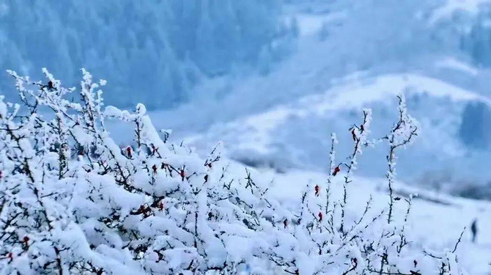 冬来雪霏霏——仲修一生丨阴阿强