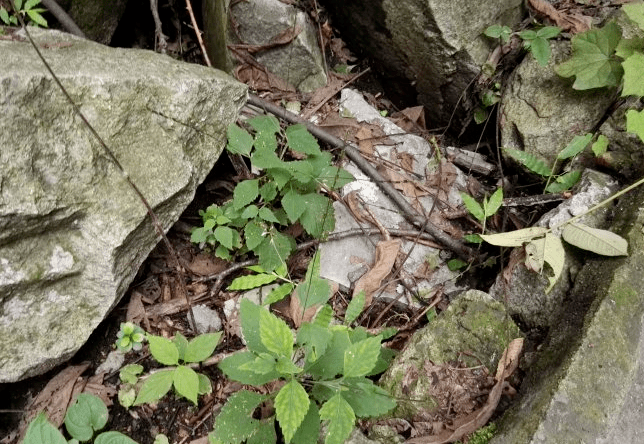 石头缝里的一种植物名透骨草能活血止痛