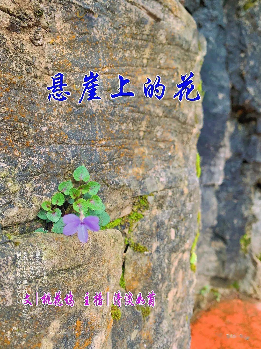 桃花坞| 悬崖上的花