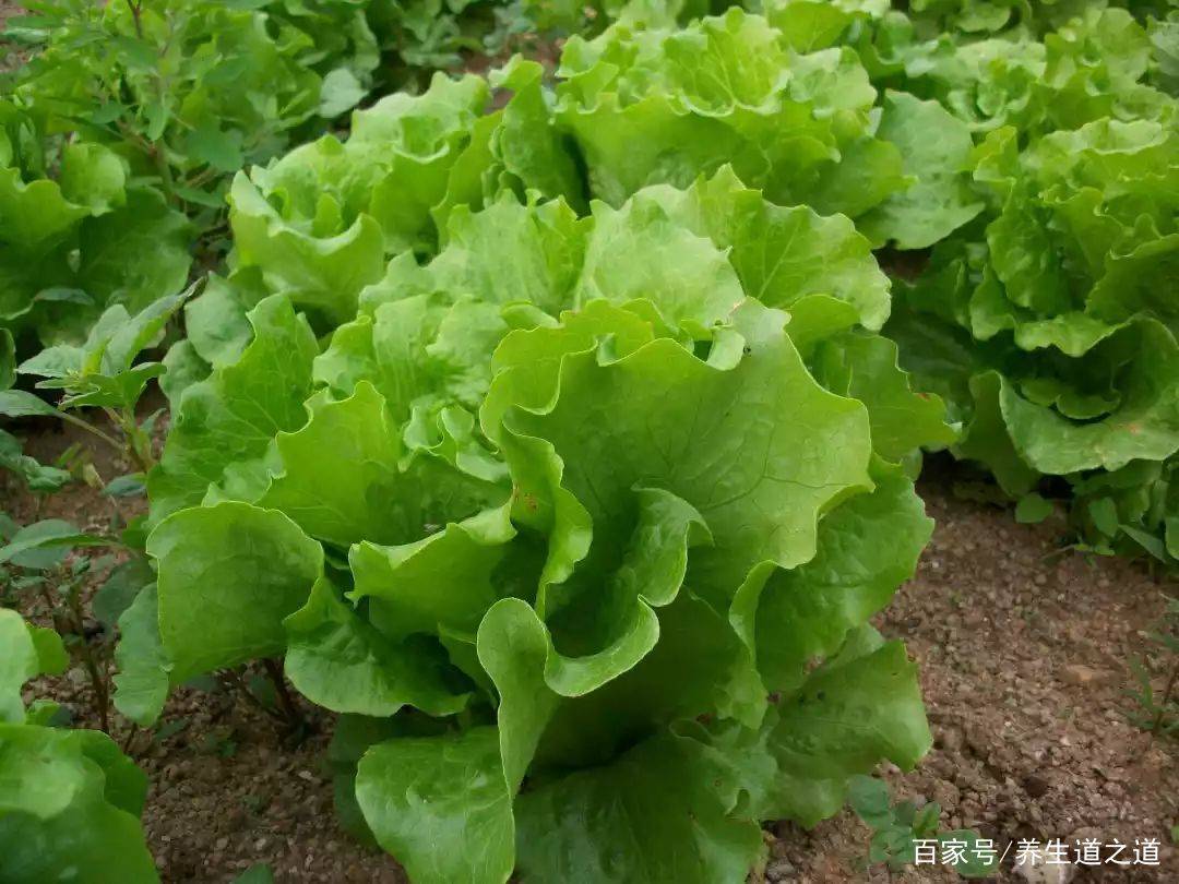 肝脏|肝功差的人，身体一般有5个表现，若没有，则肝脏还算健康