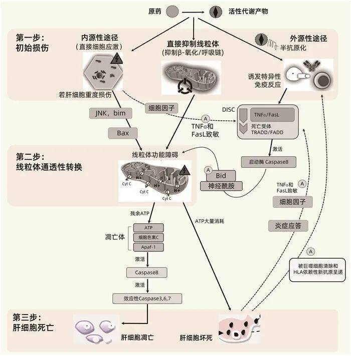 另有研究[47]显示,正常大鼠或代偿期肝硬化大鼠的肝细胞移植入正常