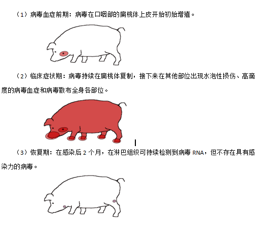 猪口蹄疫的感染机理