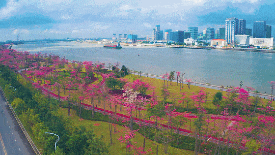 河道边,还是驿站外姹紫嫣红的花海长廊,绵延14公里东至横琴大桥,西南