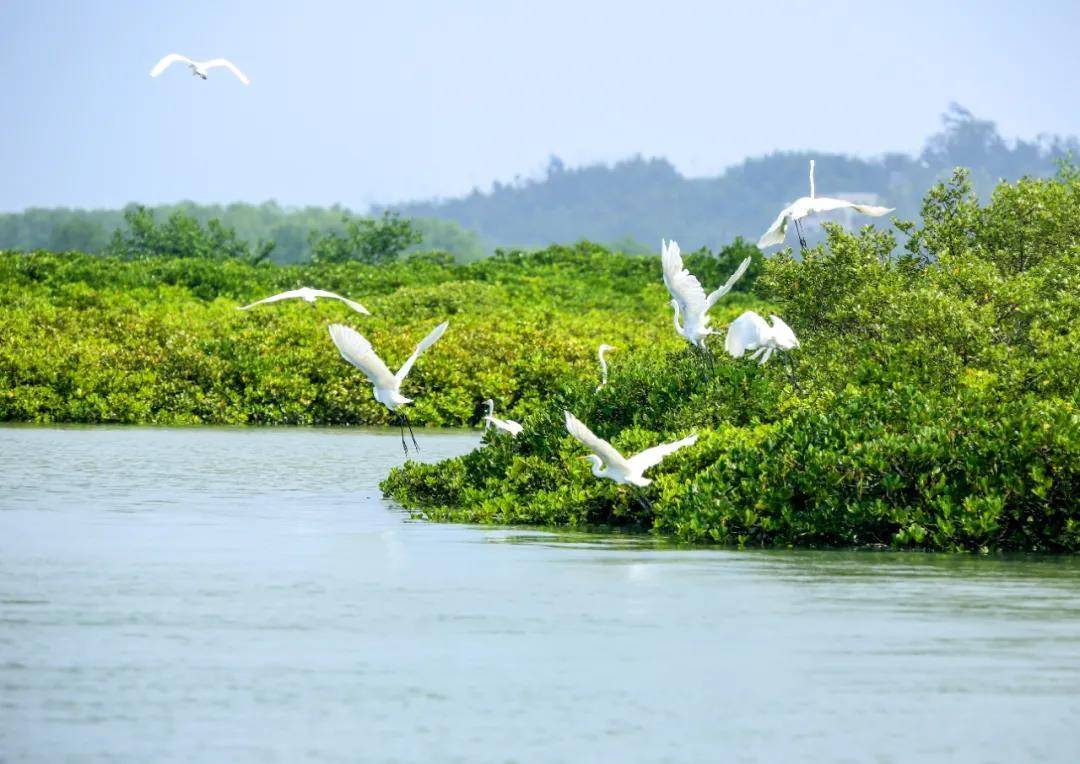 如今,湛江红树林保护区内湿地生态环境不断改善 成为了全球候鸟迁徙