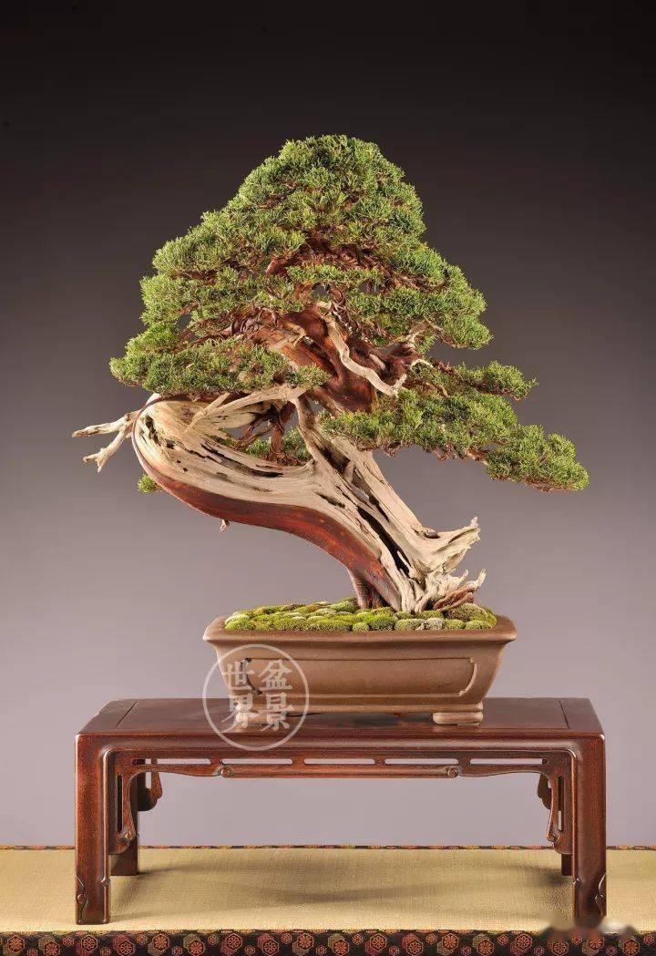 枯干,凸显老态_盆景_willy_诺朗德斯