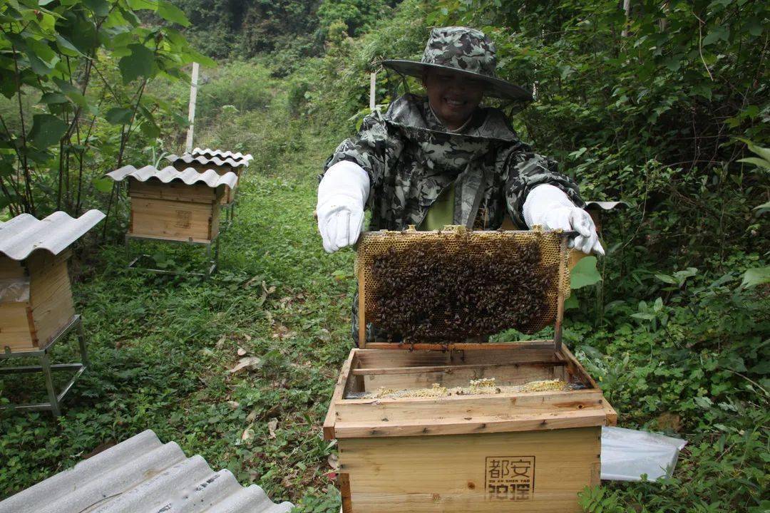 收益项目主要是瑶山牛,澳寒羊,中华蜜蜂和野生葡萄酒等,在乡村振兴的