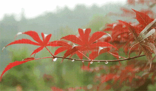 (深度好文)_卡斯丁_公园_妻子