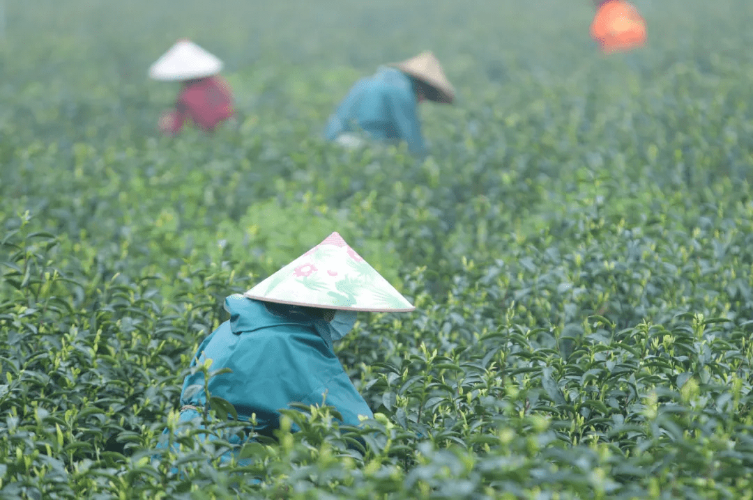 茶香满龙游,这场茶艺盛会"色香味"俱全!_比赛_茶叶_黄