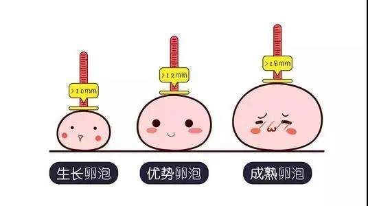 3,卵泡不圆:发育不圆,表现为椭圆形,甚至为枣核型",无受精能力.