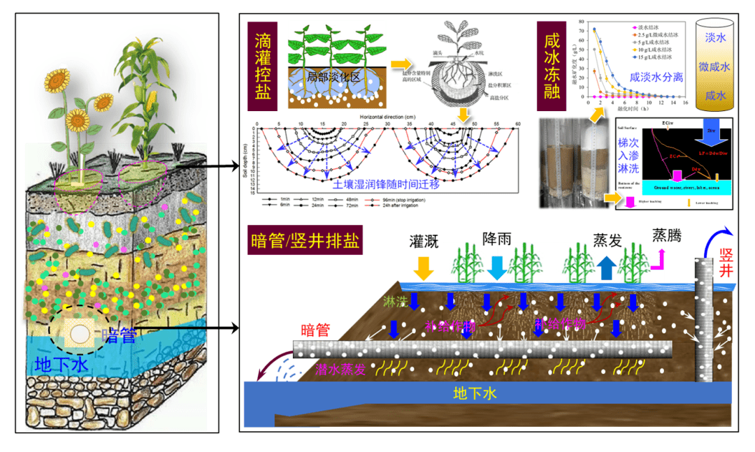 世界土壤日世界土壤日主题防止土壤盐渍化提高土壤生产力