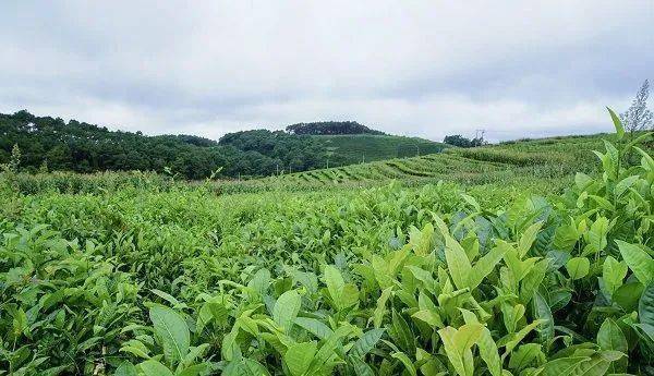 这里生产的"英山云雾茶"多次在各种茶叶评比中摘金夺银.