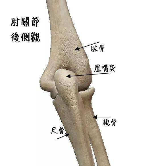 尺骨会在滑车上滚动而此时尺骨会往上滑动所以可以这么说如何让尺骨