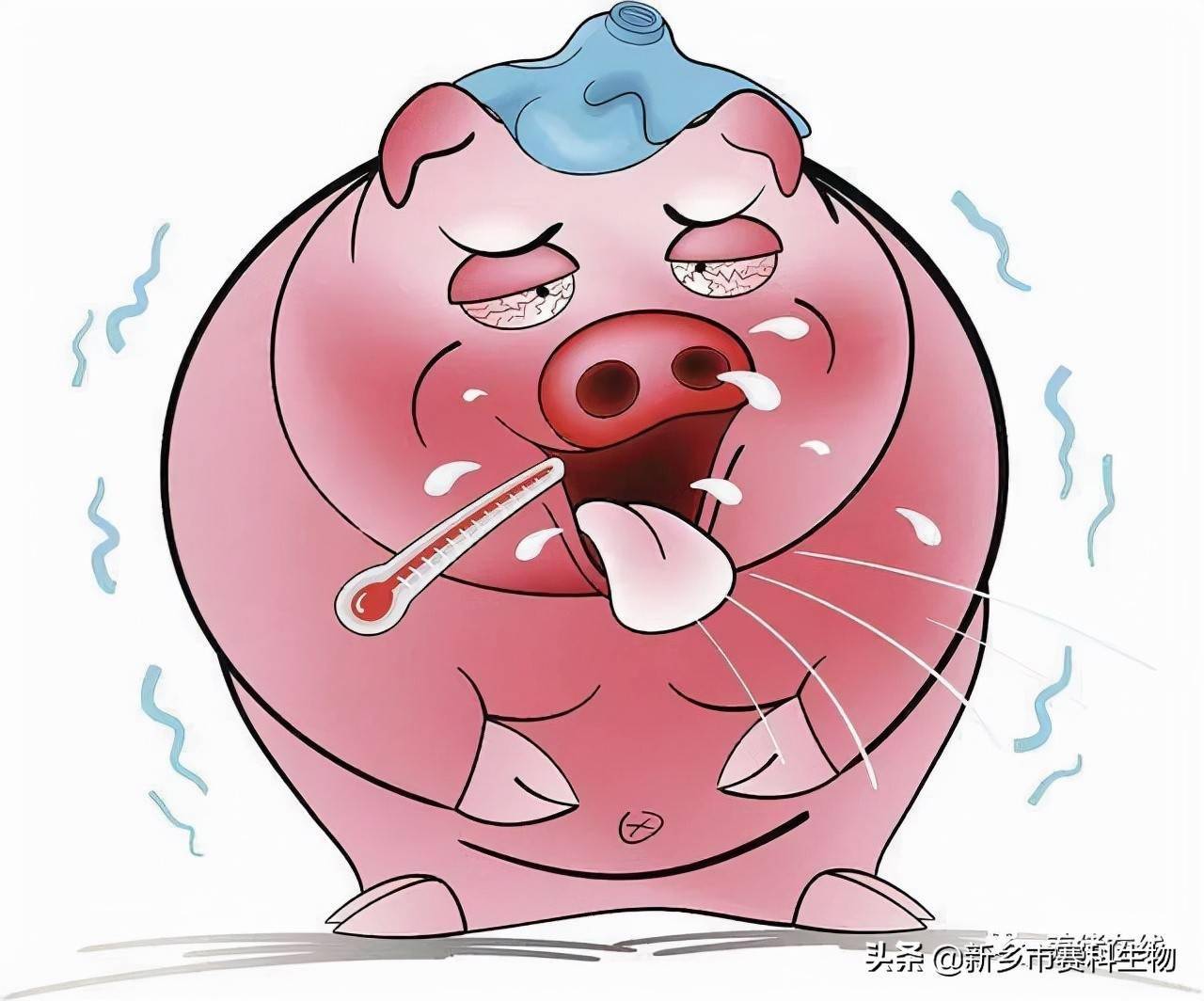 技术分享猪感冒和非瘟有什么异同养殖户一定要看