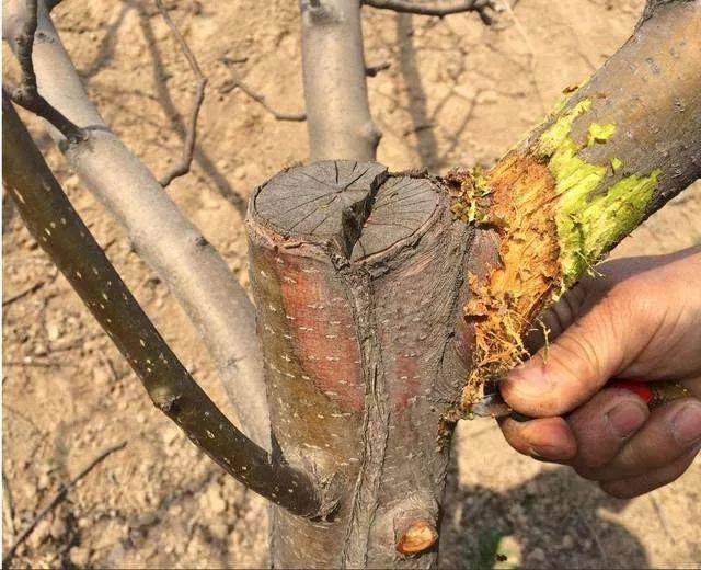 【植保】苹果树和梨树腐烂病,冬春防治效果佳!_发病