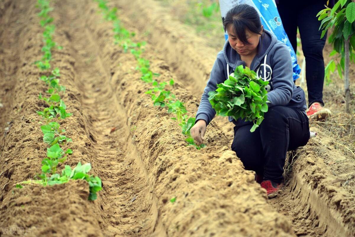 红薯栽插方法大汇总这5种方法选对了产量有保障