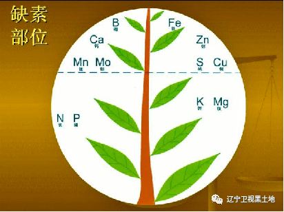 (超级实用)_植物_元素_养分