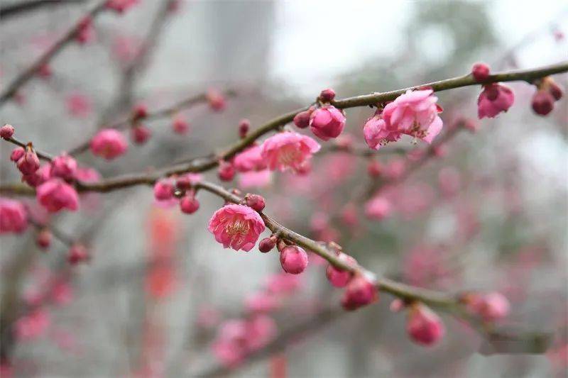 近日,在闽侯县千年古刹 雪峰崇圣禅寺 中,百余株梅花竞相绽放,雪白,淡