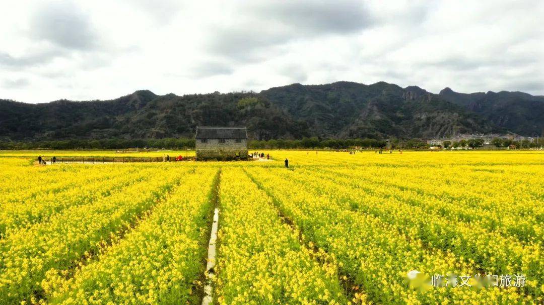 刷屏了立春刚过桃江十三渚500亩油菜花惊喜盛开