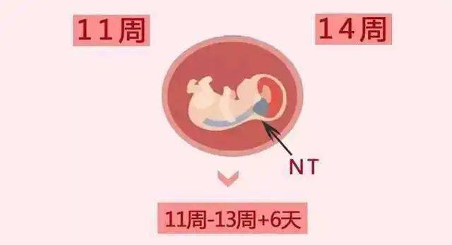 这里所说的孕周是根据末次月经计算出来的孕周,而不是早期b超上根据