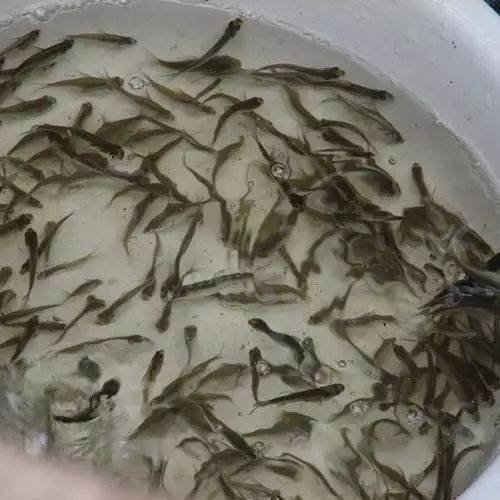 鱼苗质量的鉴别1,看体色:优质鱼苗群体色一致,无白色死苗,身体清洁