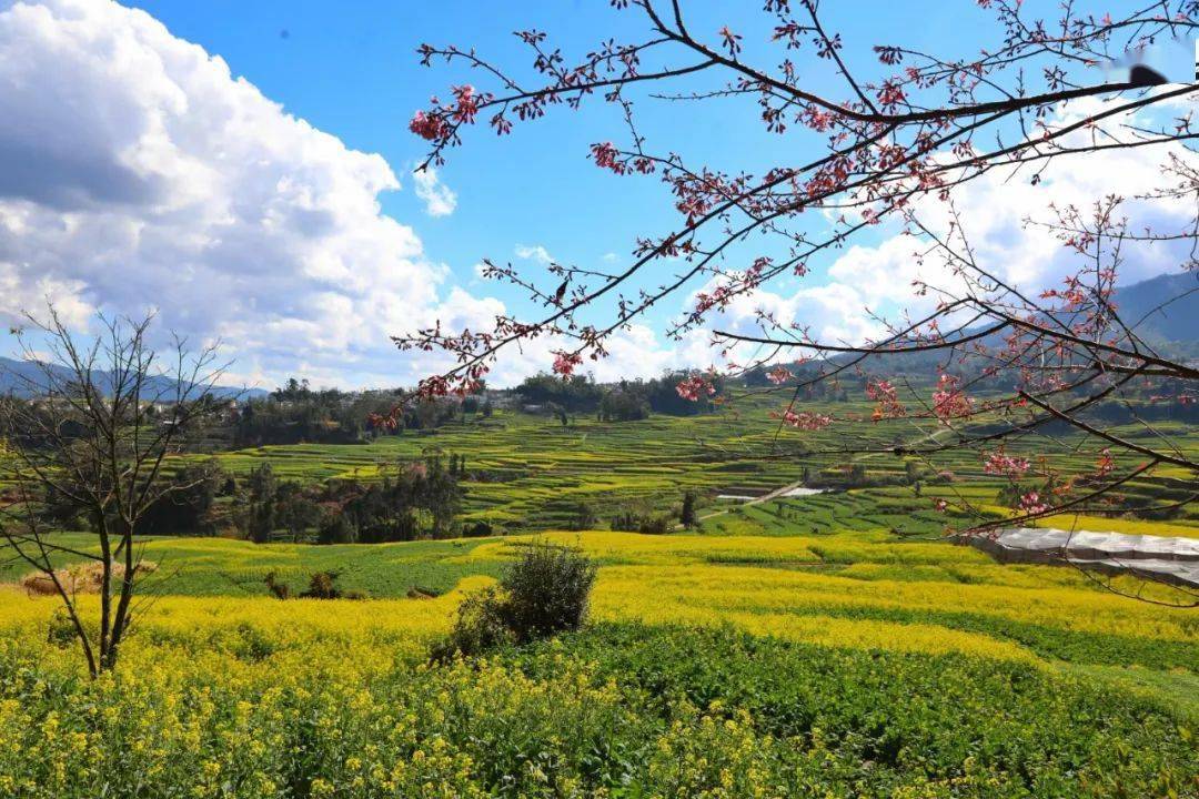 "醉"美博尚花海在等你_临翔区_油菜花_临沧市