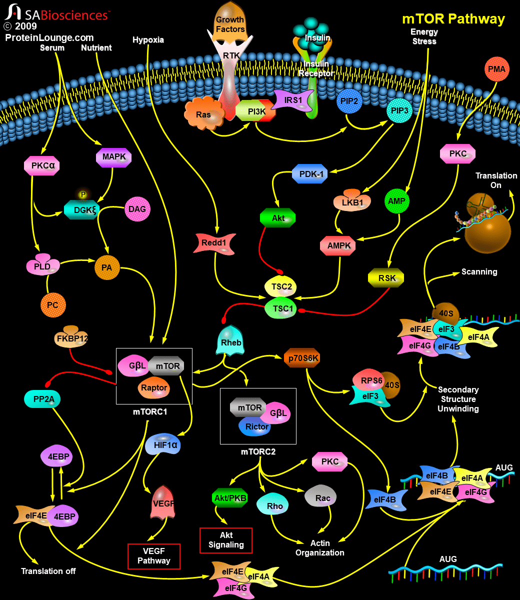 细胞信号通路详解之mtor信号通路