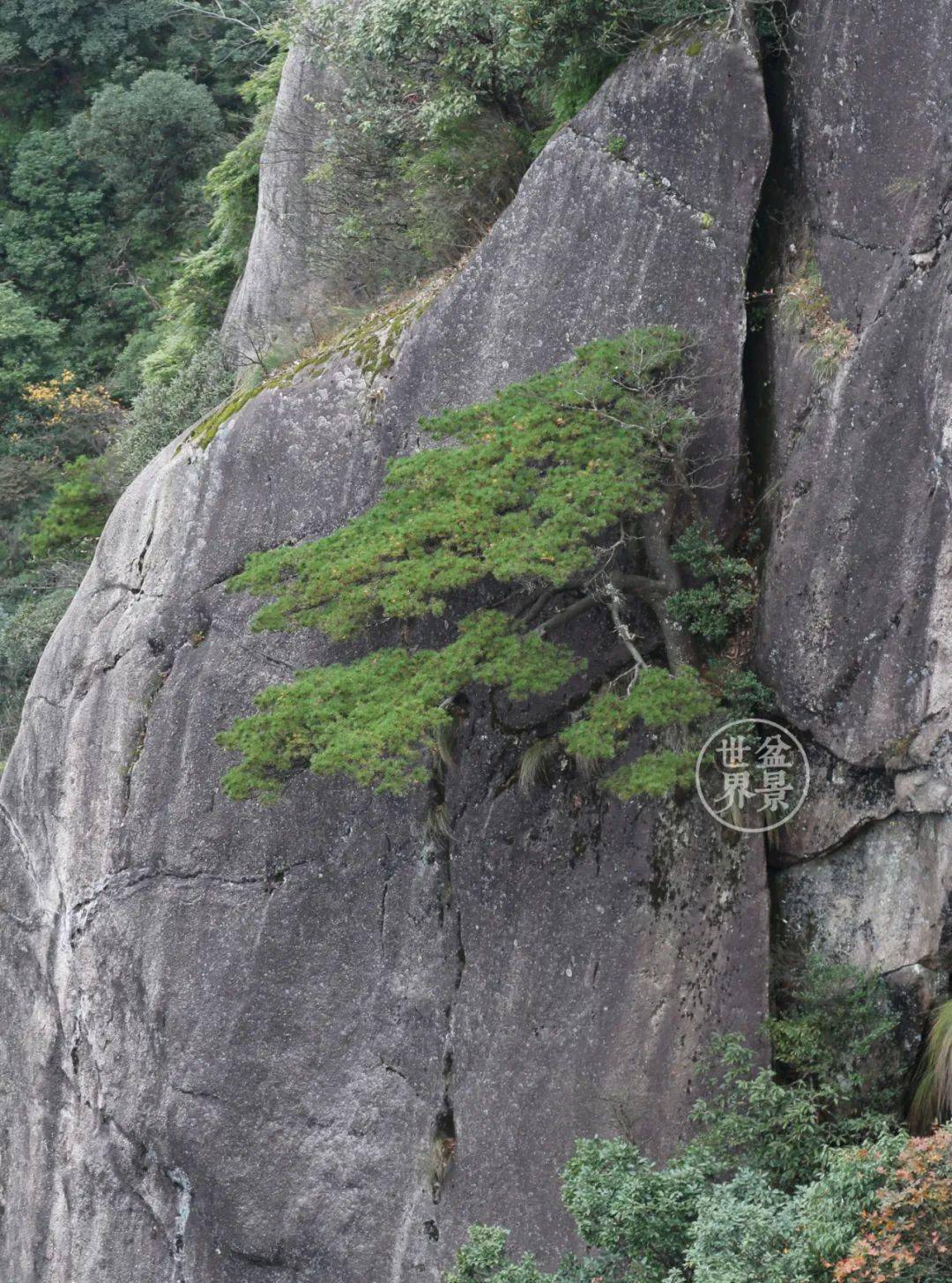 摄影/刘少红木石之盟三生之约撰文,摄影丨刘少红附石盆景是树木依附着