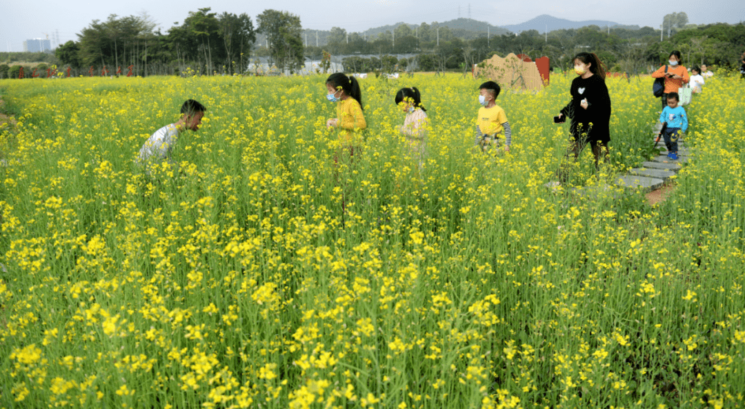 98长岭现代农业公园·油菜花